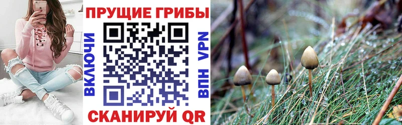 где купить Мамадыш Галлюциногенные грибы прущие грибы